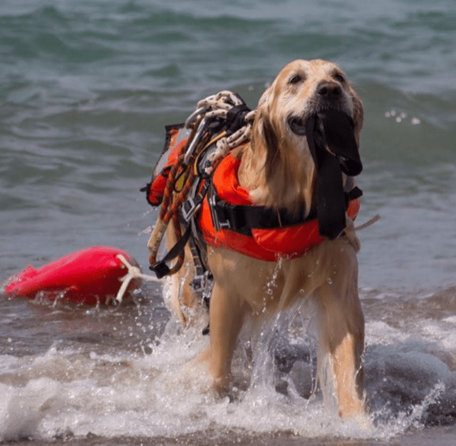 Accademia Italiana Cani Salvataggio e Soccorso