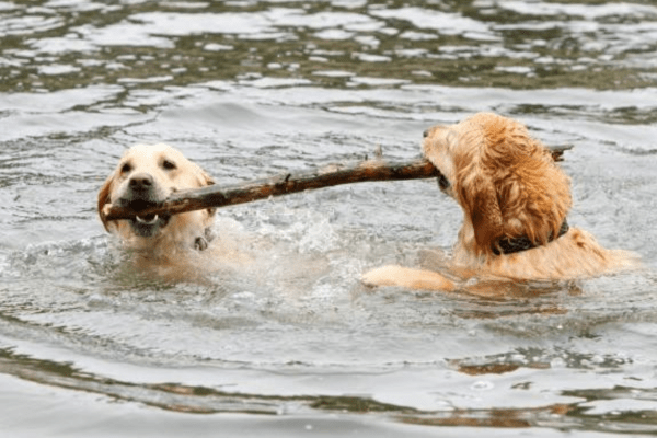 Cane tutor educazione cinnofila