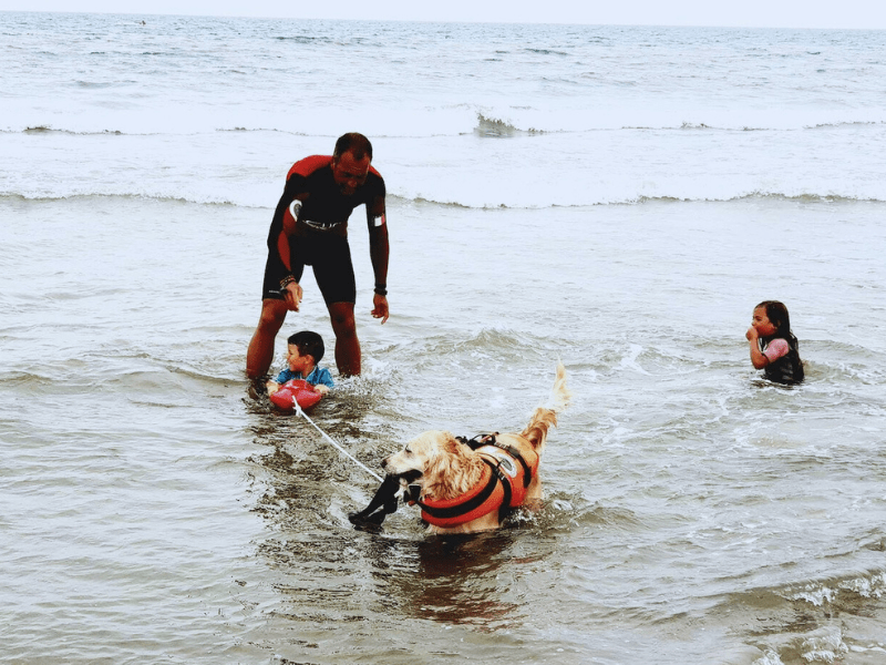 Cane da salvataggio formazione