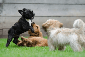 Puppy Class