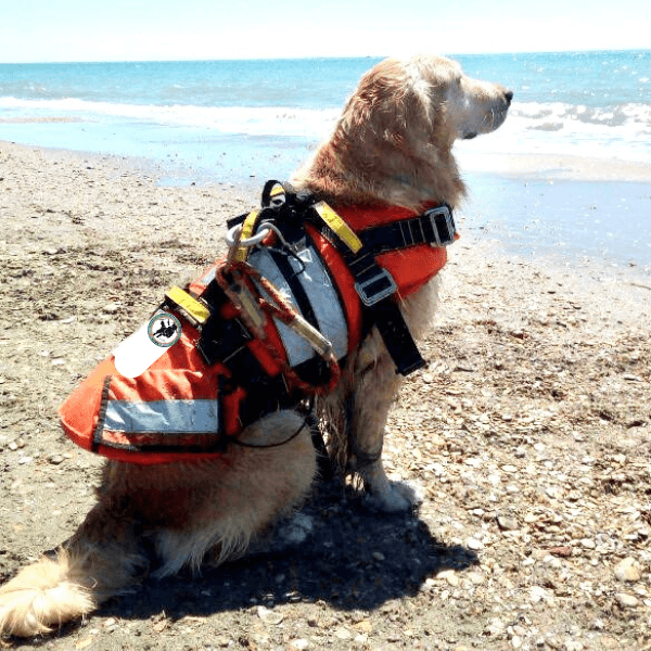 Golden Retriever di vedetta