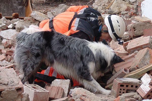 Cane da ricerca e soccorso in superficie e macerie