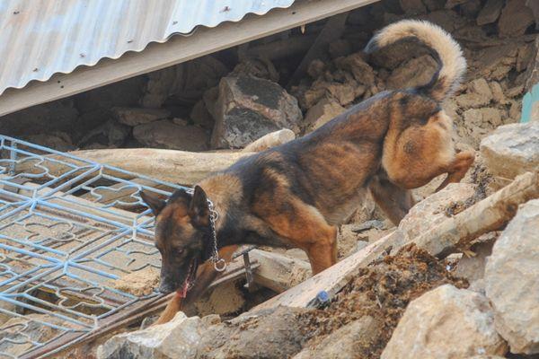 Corso unità cinofila da ricerca e soccorso in superficie e macerie