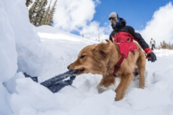 Cane da ricerca in montagna