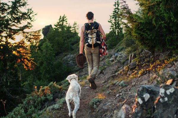 Dog trekking puppy