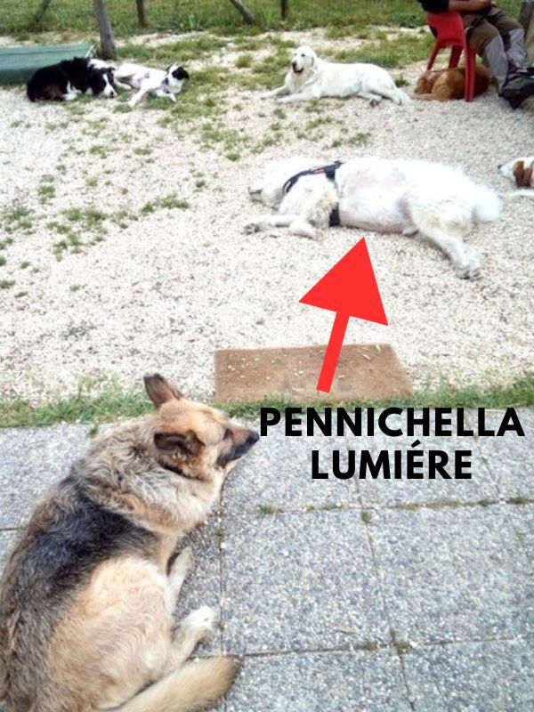 Maremmano in asilo per cani