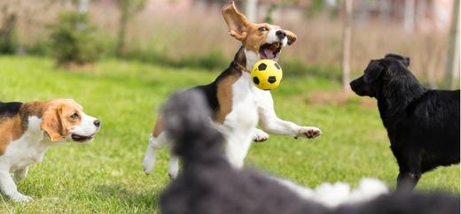 Asilo per cani Roma Fregene