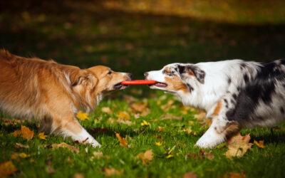 I 5 Benefici dell’asilo per cani