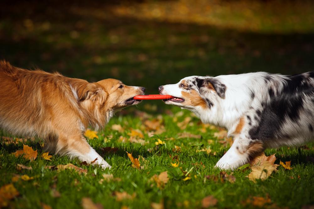 I 5 Benefici dell’asilo per cani