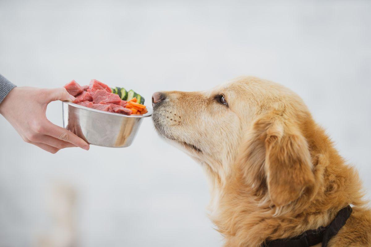 Alimentazione casalinga cotta cruda e barf