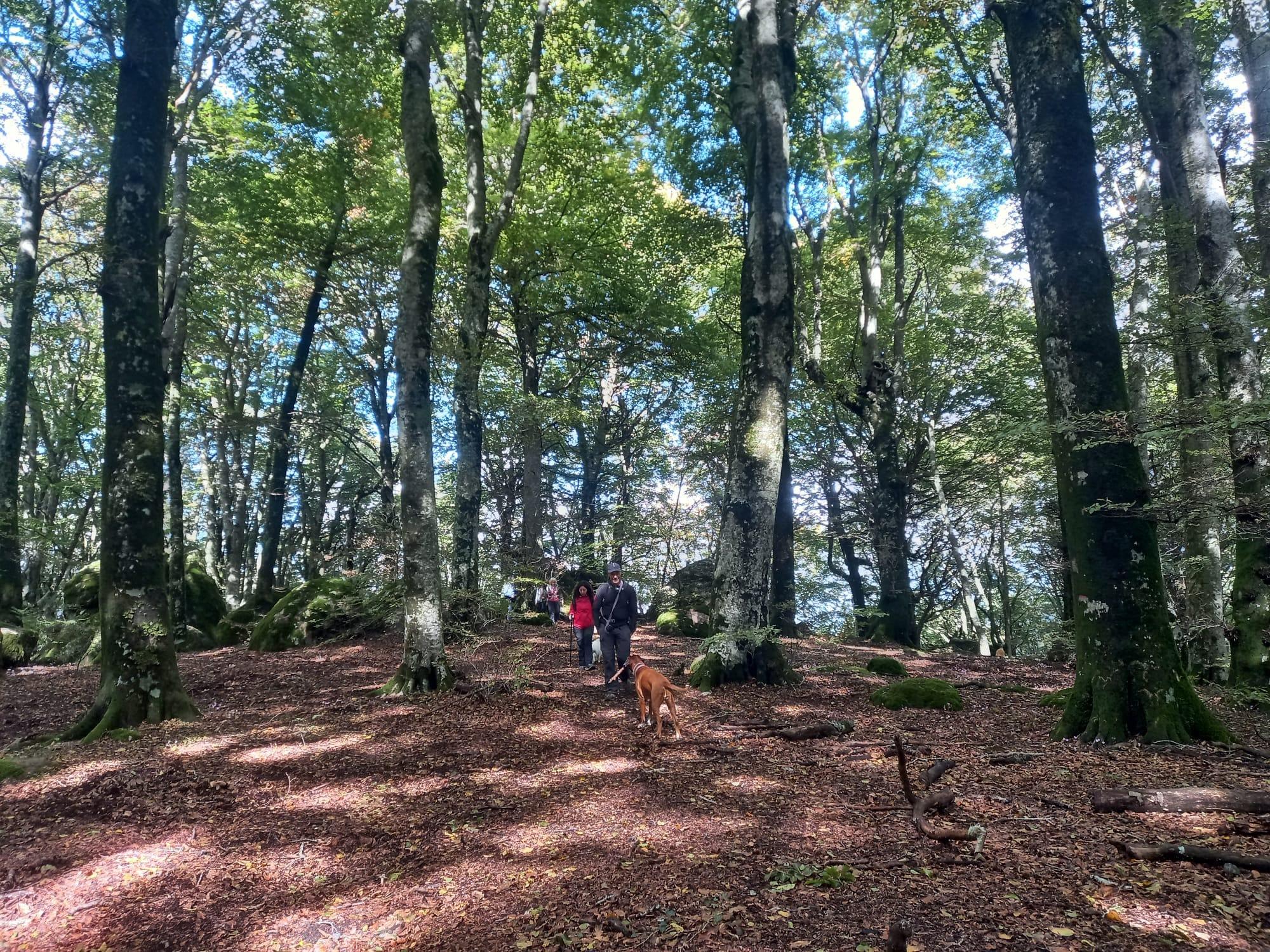 Dog trekking Cimino